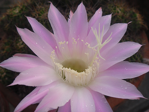 What are the different types of flowering cactus plants?